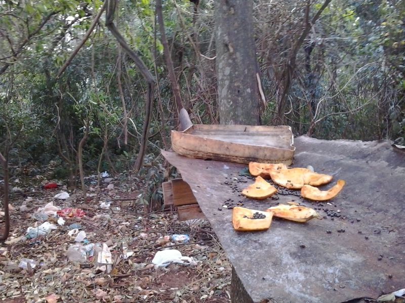 Comedouro construído por Diogo Valadares recebe alimentos duas vezes por dia. Segundo morador, macacos lotam local