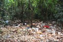 Lixo integra cenário atual da mata presente na Vila Beatriz