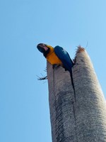 Arara-canindé é escolhida como ave-símbolo de Nova Andradina