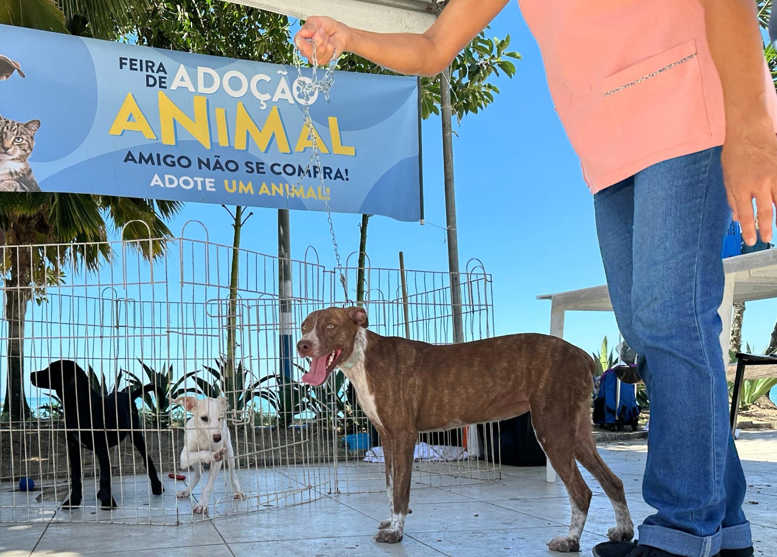 Vereadores defendem realização de feira de adoção de animais neste primeiro semestre de 2026