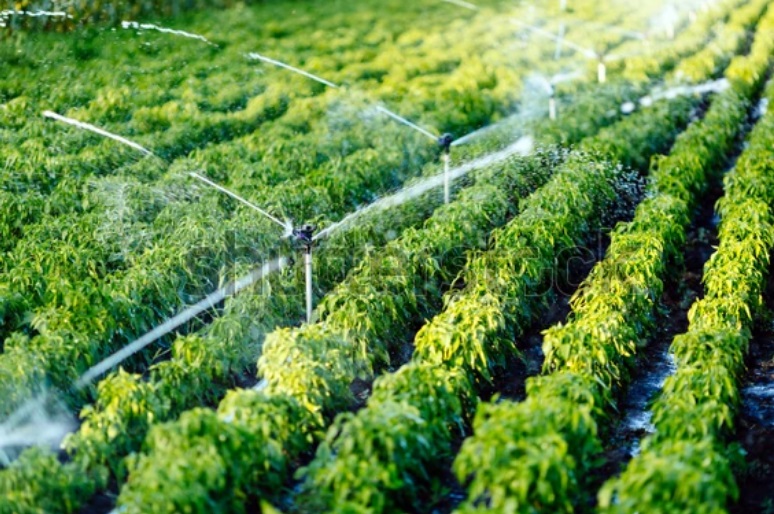 Indicação sugere aquisição de climatizadores e sistemas de irrigação para estufas da COPAOLGA
