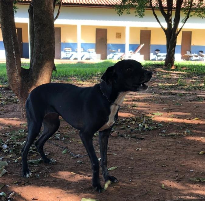Indicações sugerem medidas de proteção e controle de animais domésticos em Nova Andradina