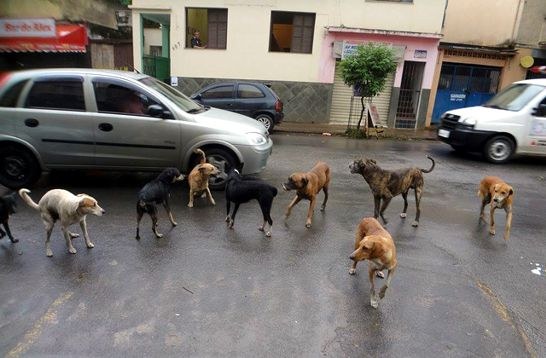Márcia Lobo cobra da Prefeitura ação efetiva para resgatar animais soltos nas ruas