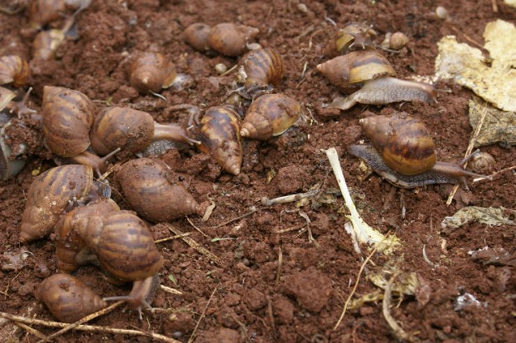 Nenão e Roberto Pereira querem combate aos caramujos em toda cidade 
