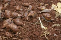 Nenão e Roberto Pereira querem combate aos caramujos em toda cidade 