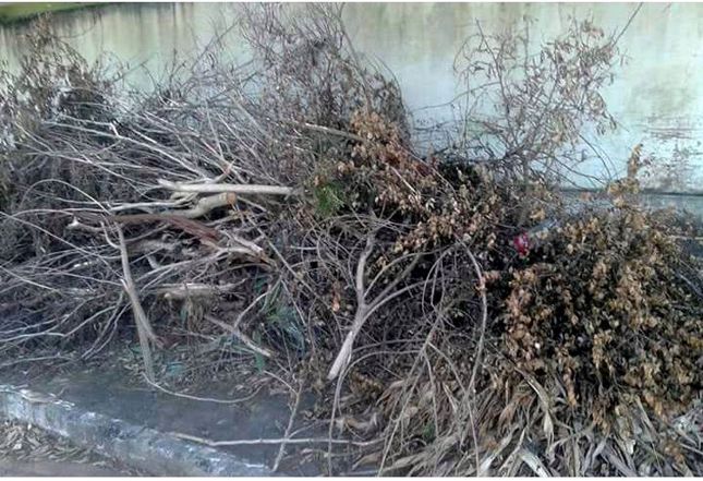 Nenão intercede por limpeza de terreno ao lado do ESF da Vila Operária 