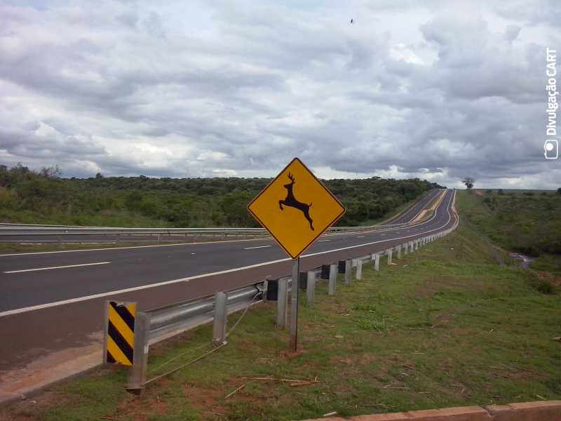 Nenão sugere corredor faunístico nas rodovias da região para evitar acidentes 