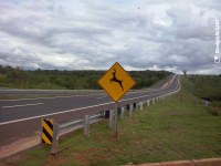 Nenão sugere corredor faunístico nas rodovias da região para evitar acidentes 