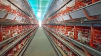 Proposta visa fomentar a agricultura familiar e o cooperativismo 