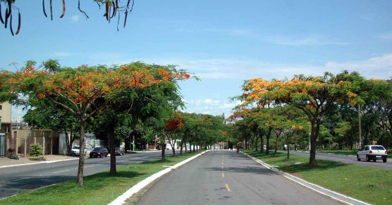 Valter Yasunaka sugere plantio de árvores em avenida central do Conjunto Celina Goncalves