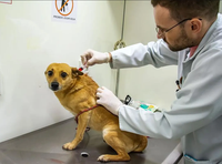 Vereador busca informações sobre contratos, critérios e futuro do serviço de castração animal em Nova Andradina