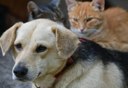 Vereadora propõe “Censo Pet” em Nova Andradina Vereadora propõe “Censo Pet” em Nova Andradina