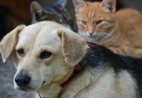 Vereadora propõe “Censo Pet” em Nova Andradina