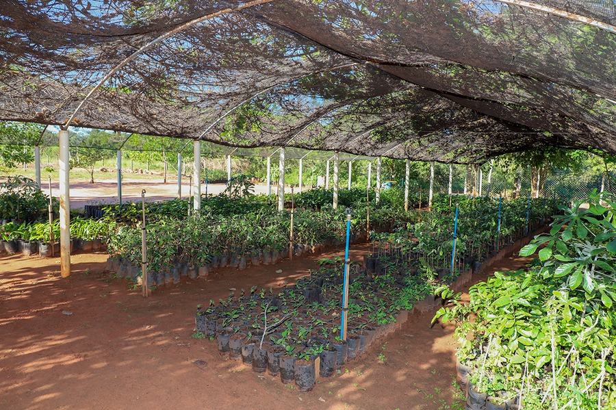 Vereadora propõe cultivo de mudas frutíferas do Cerrado no Viveiro Municipal