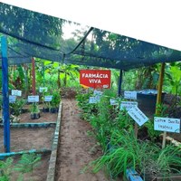 Vereadores mobilizam Governo Municipal para implantar “Farmácia Viva” em Nova Andradina 