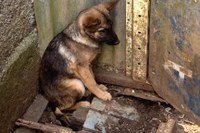 Vereadores propõem criação de força-tarefa contra maus-tratos a animais em Nova Andradina
